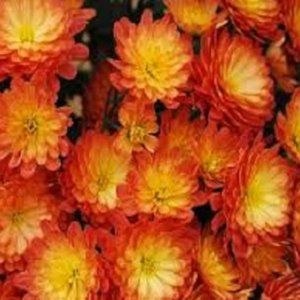2 LIVE PLANTs HARDY MUMS JACQUELINE ORANGE F 4" Growing Pot Ships NO POT…